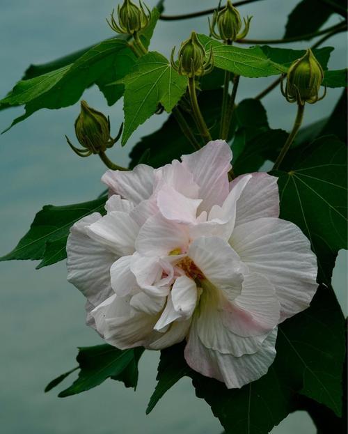 木芙蓉花的美丽与寓意（木芙蓉花语的深远内涵与美丽花姿）