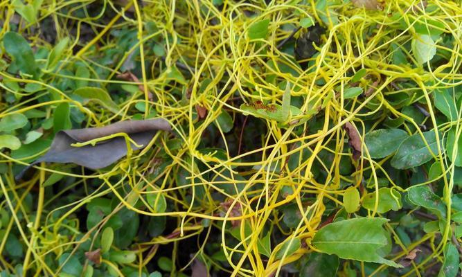 探究藤本植物的多样性（从树种角度看藤本植物的特点与应用）