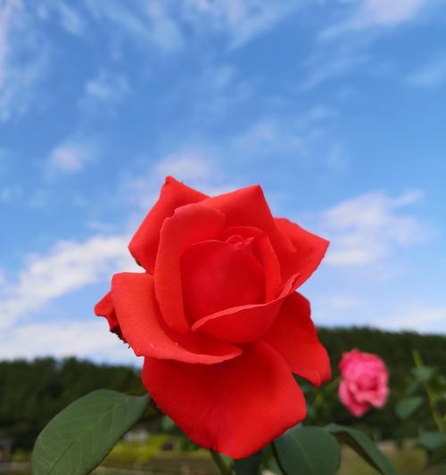 各色玫瑰的花语——鲜花中的情感世界（用花语传达心意，表达情感的艺术）