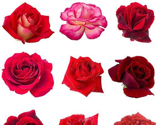 玫瑰花的各种代表意思（探秘玫瑰花的隐含情感）