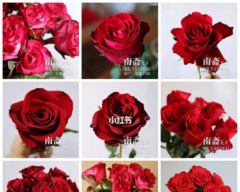 玫瑰花的各种代表意思（探秘玫瑰花的隐含情感）