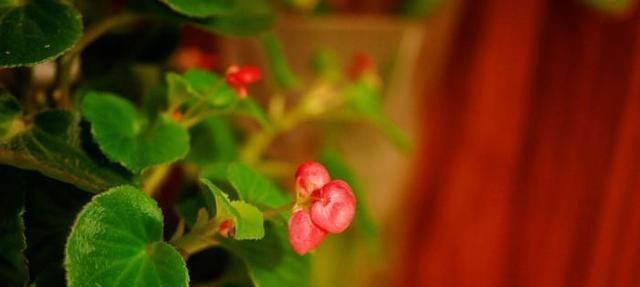四季海棠花的繁殖方法（从栽培到育苗，让你轻松种出美丽海棠）