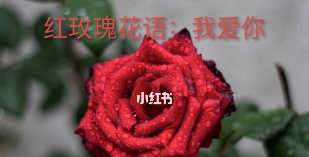 玫瑰花的丰富色彩和其象征意义（探索各种玫瑰花颜色的含义，带你领略花海中的情感世界）