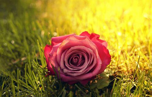 玫瑰花的丰富色彩和其象征意义（探索各种玫瑰花颜色的含义，带你领略花海中的情感世界）