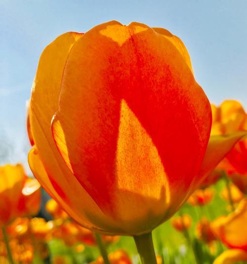 郁金香花语的奥秘（探寻郁金香花语的内涵及其表达方式）