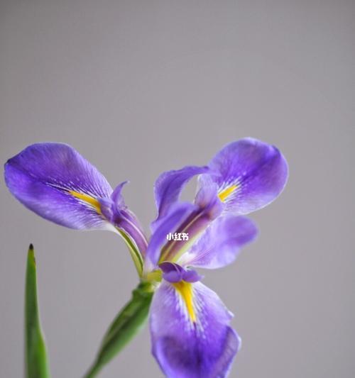 《花语之魅——揭开鸢尾花的象征意义与各种花语大全》（鸢尾花之美，语言无法阐述，一一道来）