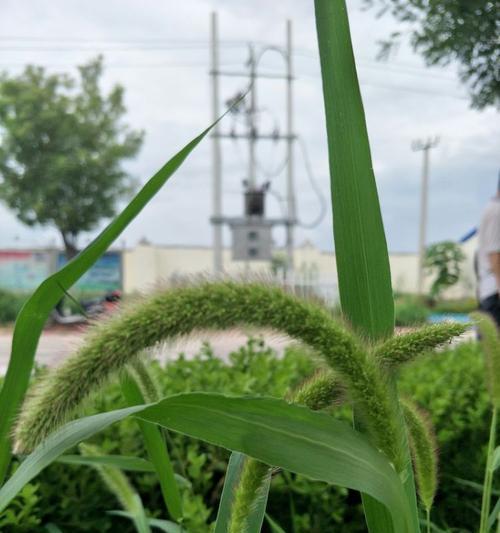 狗尾巴花的花语及其意义（探索狗尾巴花的神秘之美，传递爱与忠诚）