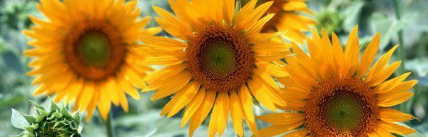 向日葵——阳光的化身（从花语到种植，一起探寻向日葵的美妙之处）