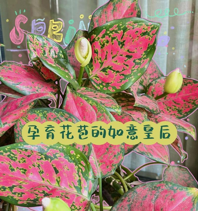 广东万年青开花（一个美丽的转变，逆境中的生命力）