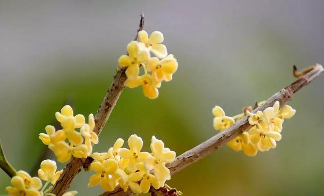 桂花花语与寓意——香气扑鼻，情意绵绵（桂花的花语与象征意义，桂花的文化价值）