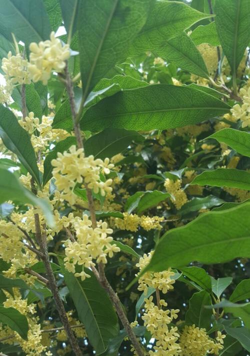 桂花花语（五福临门，吉祥如意的桂花花语）