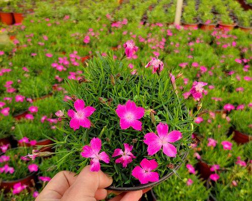 以海石竹的花语为主题的文章（海石竹花的花语与意义解析）