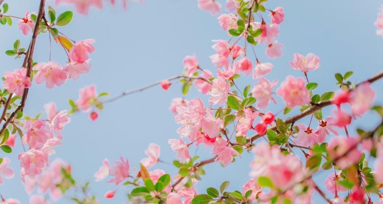 海棠花的爱情含义（揭示海棠花作为爱情象征的内涵）