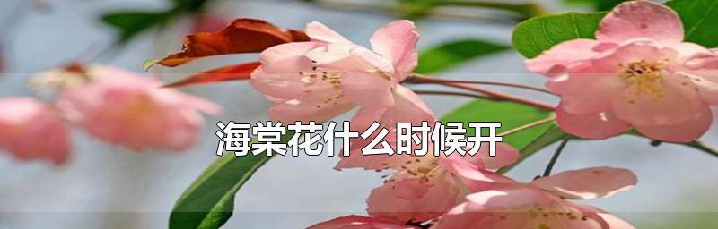 海棠花的花语与象征意义（海棠花的美丽盛开与不凋零的坚强精神）
