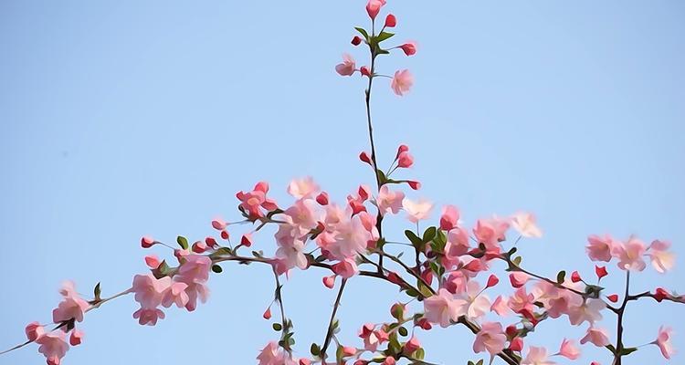 海棠花语多彩生命之美（以不同颜色海棠花的花语探寻生活的多样性与独特性）