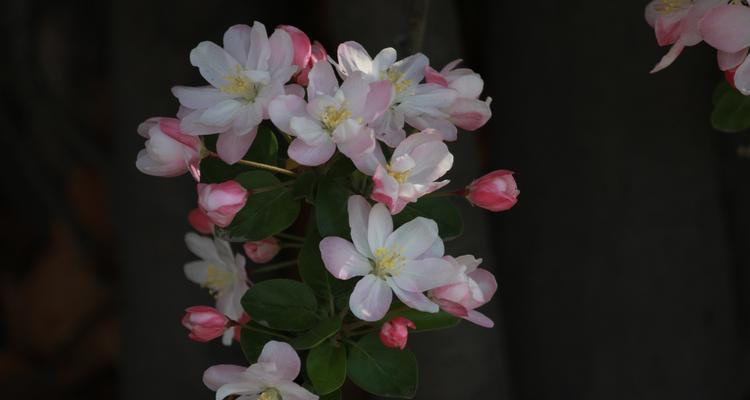 海棠花（探寻海棠花的意义与美丽）