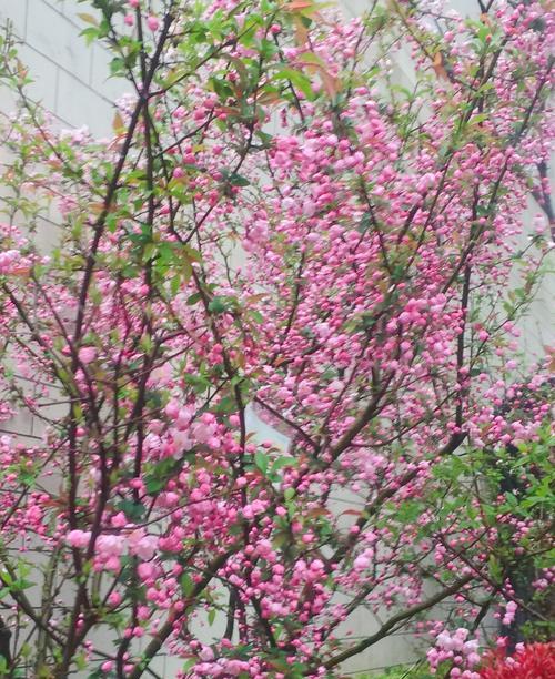 海棠花的花语和寓意（传承千年的优雅之花）