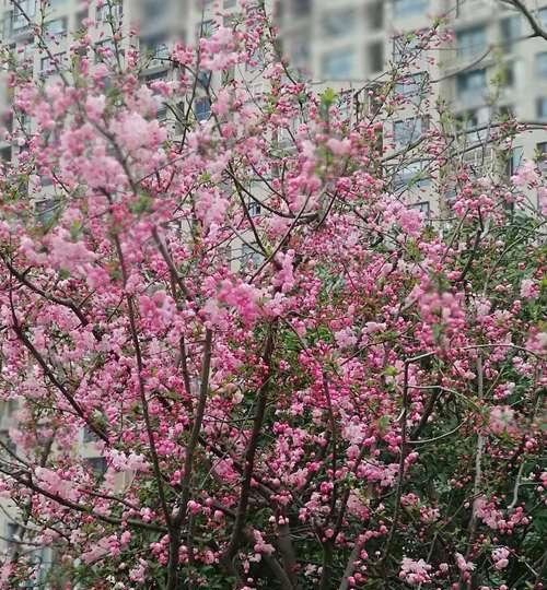 海棠花开，寓意美好生活（寄托希望与情感的花朵——海棠花）