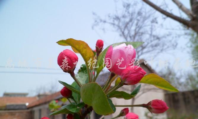 海棠花（品格之美，海棠花的芬芳）