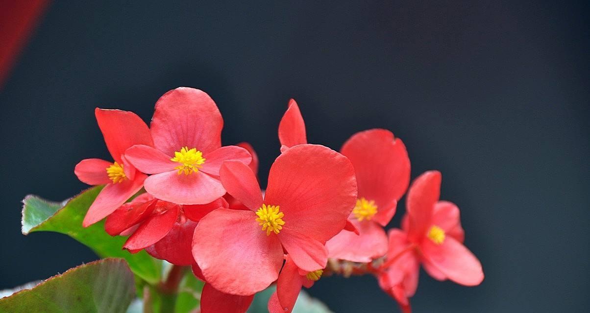 海棠花（品格之美，海棠花的芬芳）