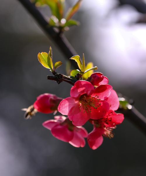 海棠花的象征意义（海棠花，爱与希望的使者）