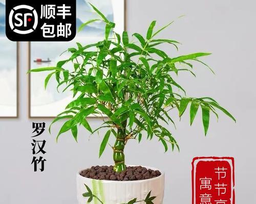 盆栽竹子种类全解析（了解盆栽竹子的分类和特点，打造小清新家居风）