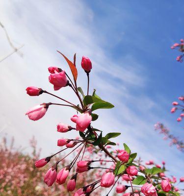 海棠花的意义与传说（探寻海棠花的美丽与哲理）