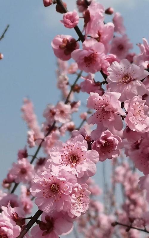 探寻春日花香，唤醒春日生机（探寻春日花香，唤醒春日生机）