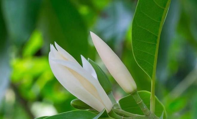 以含笑花为主题的花语探秘（探寻以含笑花为主题的花语魅力）