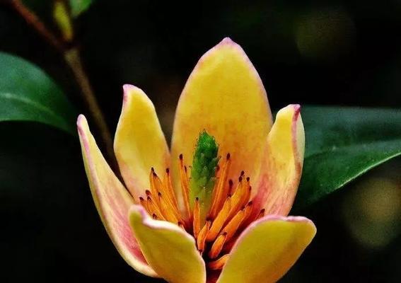 笑容如花，寓意无穷（以含笑花的寓意为主题的文章）