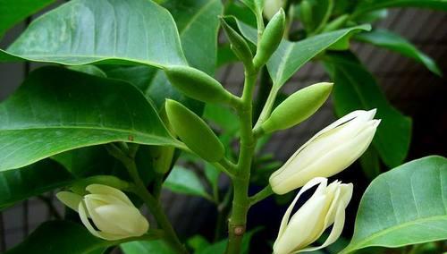 笑容如花，寓意无穷（以含笑花的寓意为主题的文章）