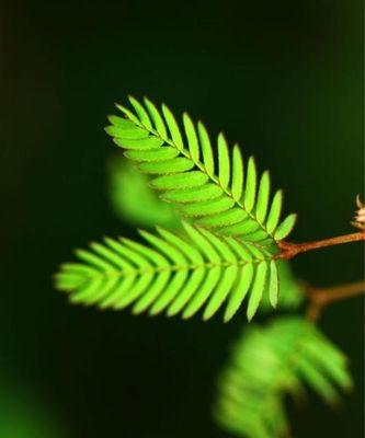 羞羞草的花语与寓意（唤醒心灵的柔情花海）