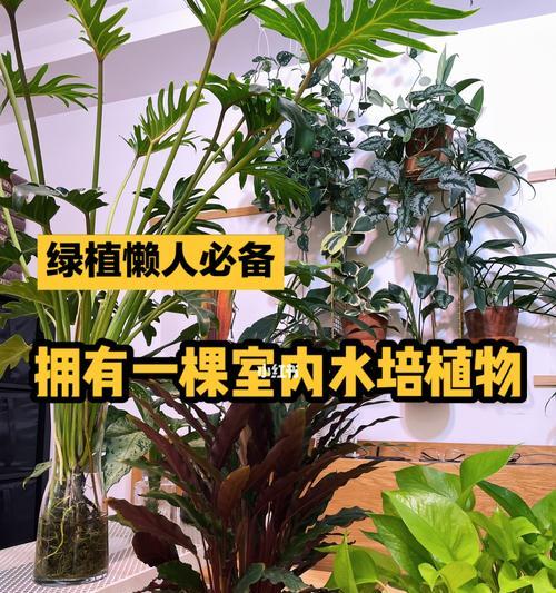 水培植物养护全攻略（掌握这些技巧，让你的水培植物健康茁壮）