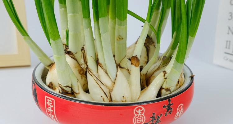 水仙花开花秘籍（如何养护水仙花才能获得开花之美）