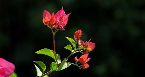 让三角梅开花不断（技巧让你的三角梅连续绽放）