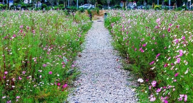 如何种植波斯菊（波斯菊种植方法详解，打造美丽花园）