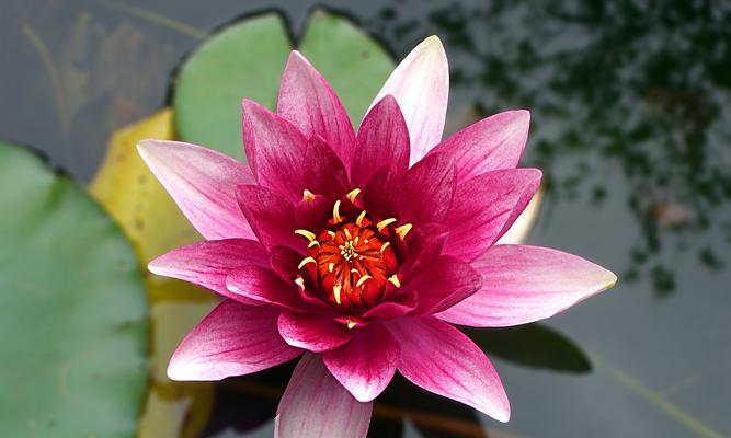牡丹与荷花（春日盛开的花朵，蕴含深远的寓意）