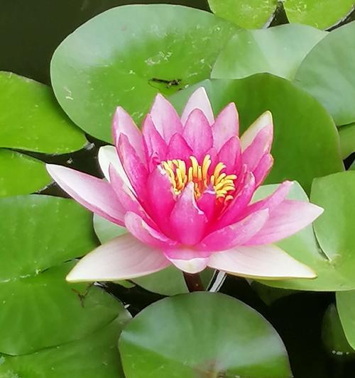 小令箭荷花花语的奥秘（探寻花海中的神秘传说）