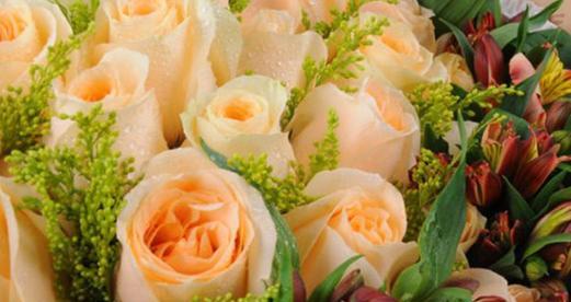 香槟玫瑰的花语与象征（饱含温情的花朵，让人爱不释手）