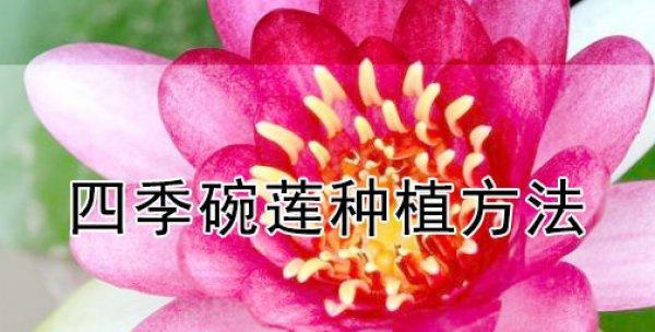 四季碗莲的种植方法（打造花园中的水上乐园）