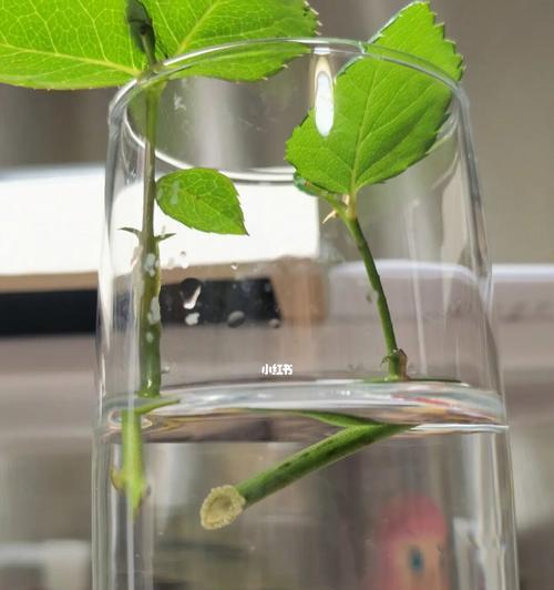 月季扦插水培方法详解（掌握正确的时间与技巧，让月季水培易如反掌）