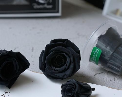 黑玫瑰的神秘寓意（探索黑玫瑰的象征之道）