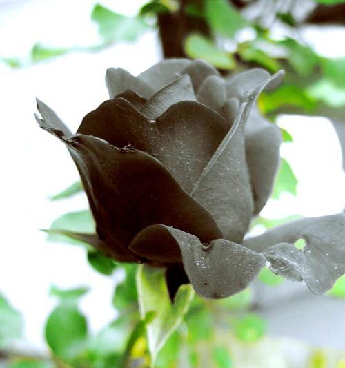 黑玫瑰的花语——探索其神秘与美丽（黑玫瑰花语的意义和传说）
