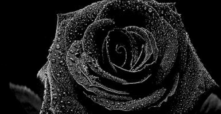 黑玫瑰花语的意义解读（探寻黑玫瑰的神秘符号之谜）