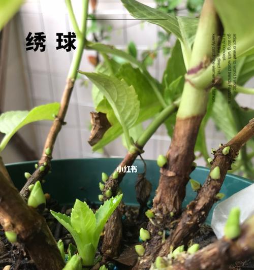 为什么我的绣球花今年没有开花？（调整剪枝方法或许能改善）