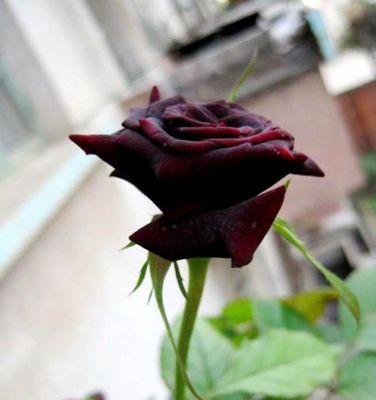 黑玫瑰花语-暗示爱情的神秘之花（黑玫瑰的美丽与象征意义）