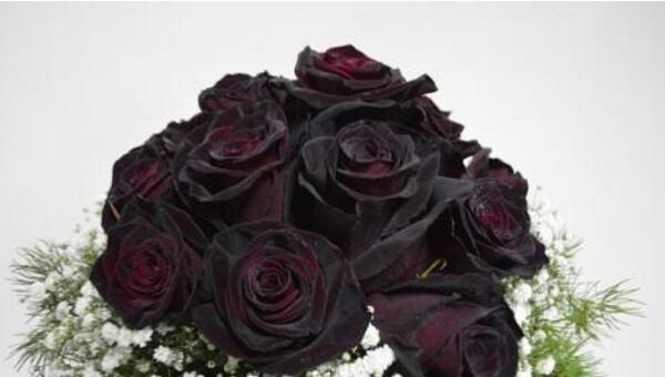 黑玫瑰花语-暗示爱情的神秘之花（黑玫瑰的美丽与象征意义）