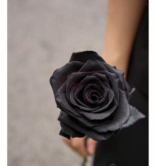 以黑玫瑰花语表达心意，送给谁最合适？（黑玫瑰的花语和适合送礼对象的解读）