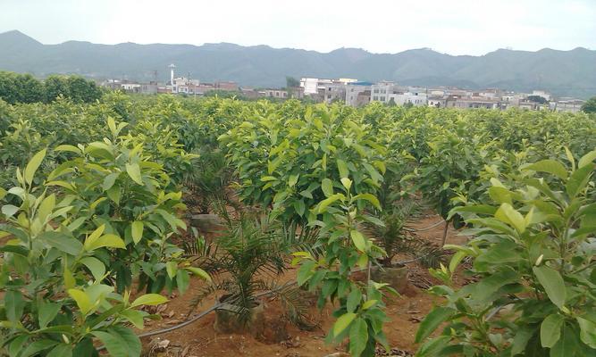 玉兰花的种植方法（打造校园中的清雅之美）