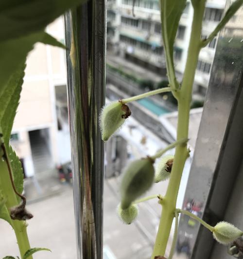 探究凤仙花果实颜色的奥秘（揭开凤仙花果实色彩的秘密）